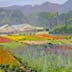 Lavender Growers